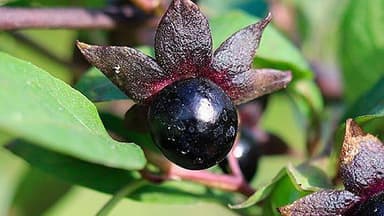 Image for Nightshade – AI Tool “Poisons” GenAI Models to Protect Artwork
